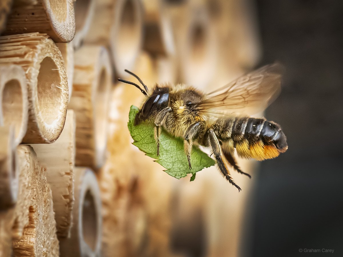 GrahamsPics's tweet image. A Patchwork leaf-cutter bee (Megachile centuncularis) busy at work this afternoon making the best of the late summer sunshine in our Chertsey garden.