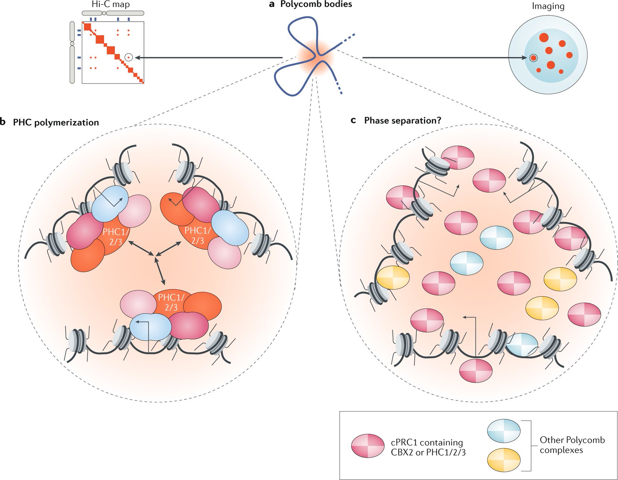 Nature Reviews Molecular Cell Biology on Twitter "A new Review