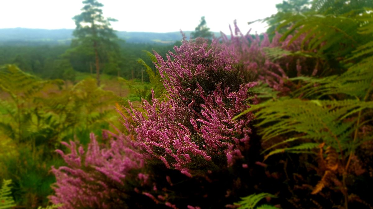 sdnpa's tweet image. The heaths are really starting to &apos;pop&apos; as the heather begins to bloom.

It&apos;s a once-in-a-year spectacle not to be missed.

#HelpYourHeaths #HeathlandsReunited