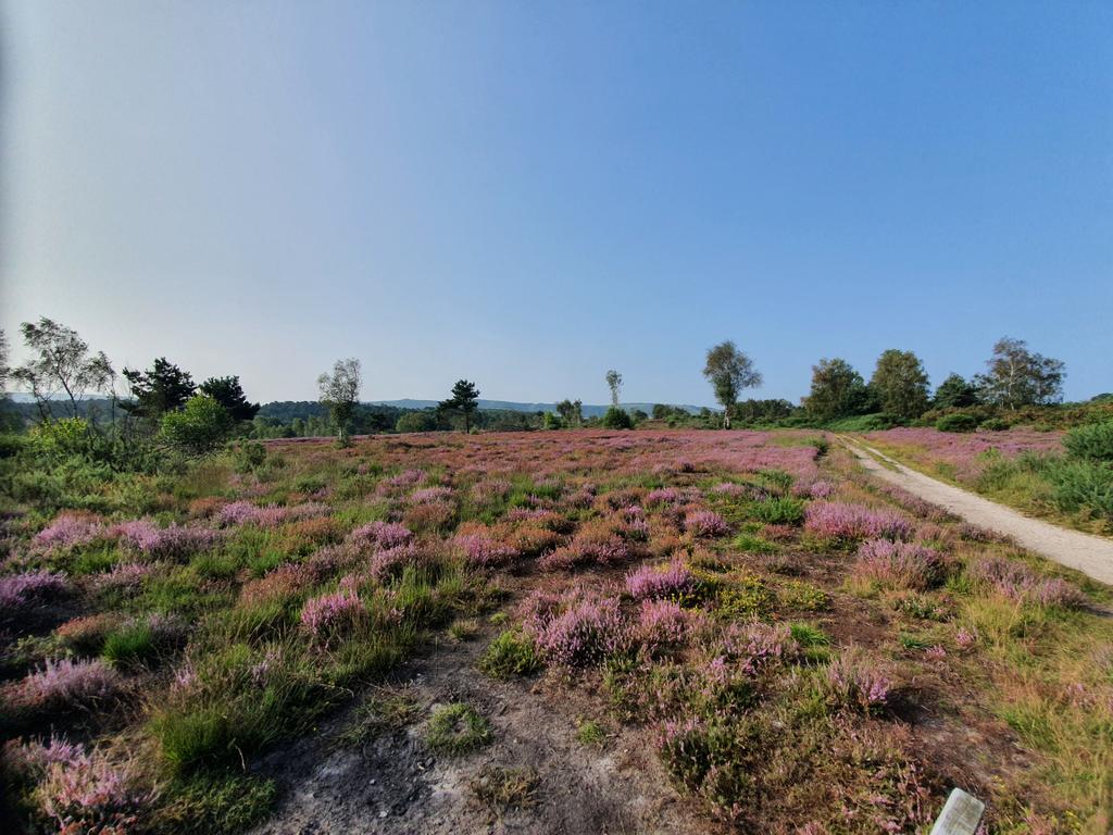 G4CFS's tweet image. Just love the colour of are beautiful heathlands when the Heather comes into full bloom

#getoutside #HelpYourHeaths #HeathlandsReunited

@OSleisure @RamblersGB @sdnpa