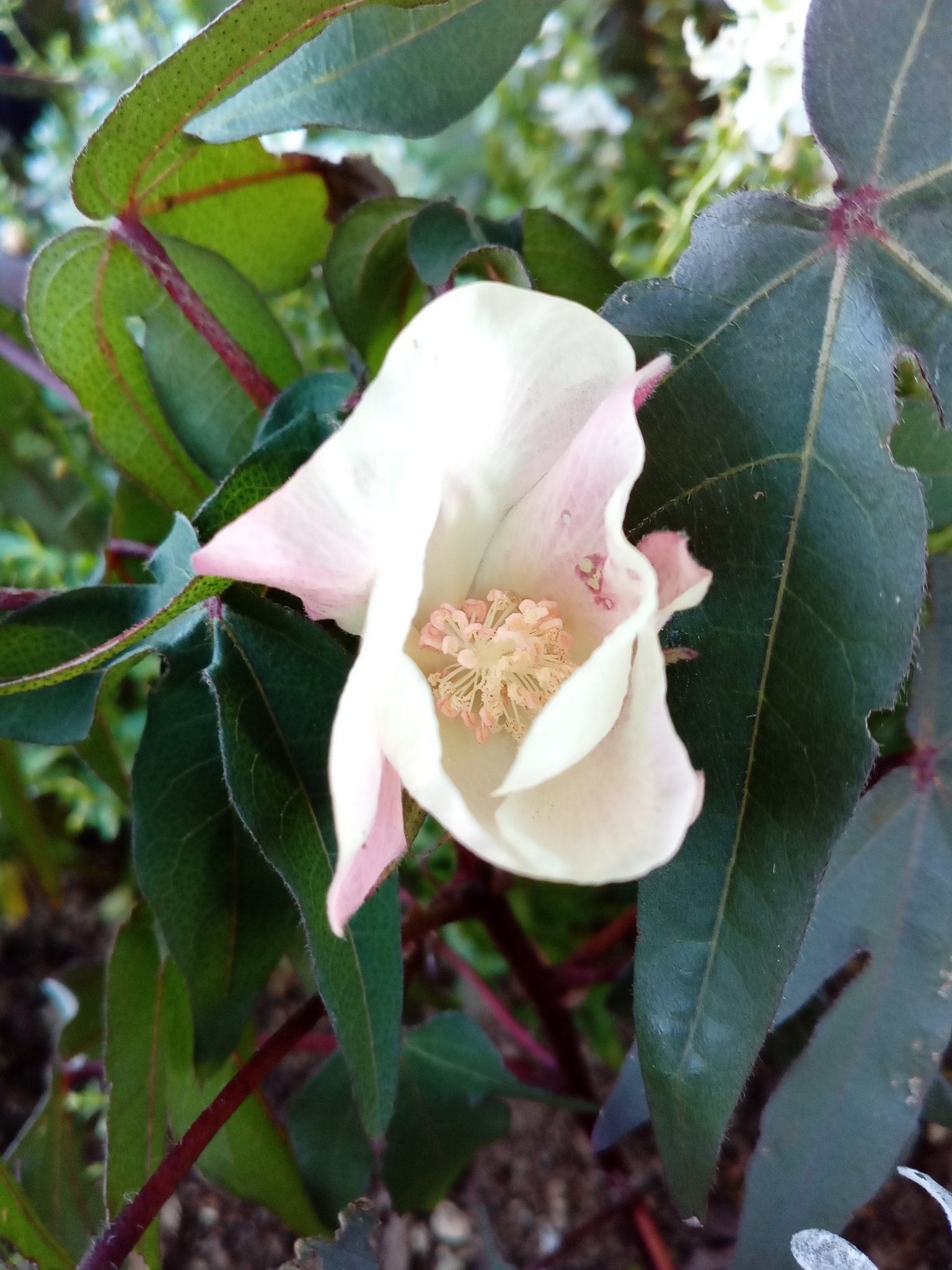 Ken 穀物菜食 自然栽培米 飲む玄米 コットン 綿 の花 淡い黄色の可憐な花で 1日しか咲かず 夕方には紅色を帯びてしぼみ 花がしぼむとツンと尖った丸い実ができます そしてその実は1か月ほどで割れて 真っ白な綿ボールになります アオイ科の植物の