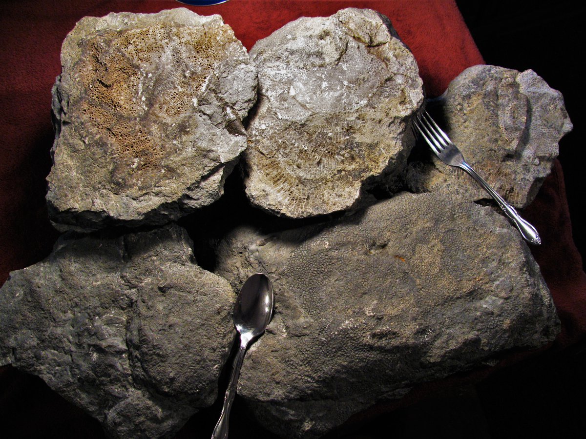 Eurypterus's tweet image. Time to set the #Tabulata !
Looking down upon the tops of 5 large Favosites Coral heads.
The Middle #Devonian #Tabulate Coral #Favosites. These are from the top of the Middle Devonian Ludlowville Formation.