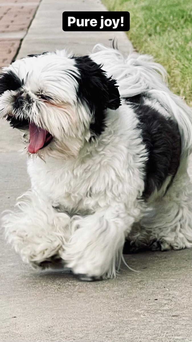 Pure joy. #mowiewowie #shihtzu #dogs