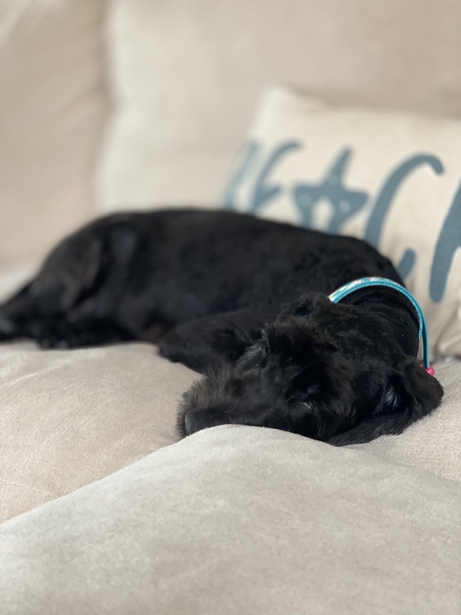 crimeshutterbug's tweet photo. We woke up this morning to a very furry #ZoeBear but I took her to the groomer to get her cleaned up and what we got in return was a very happy puppy! #WhoRescuedWho @IVHSSPCA https://t.co/LDe6BEPimb