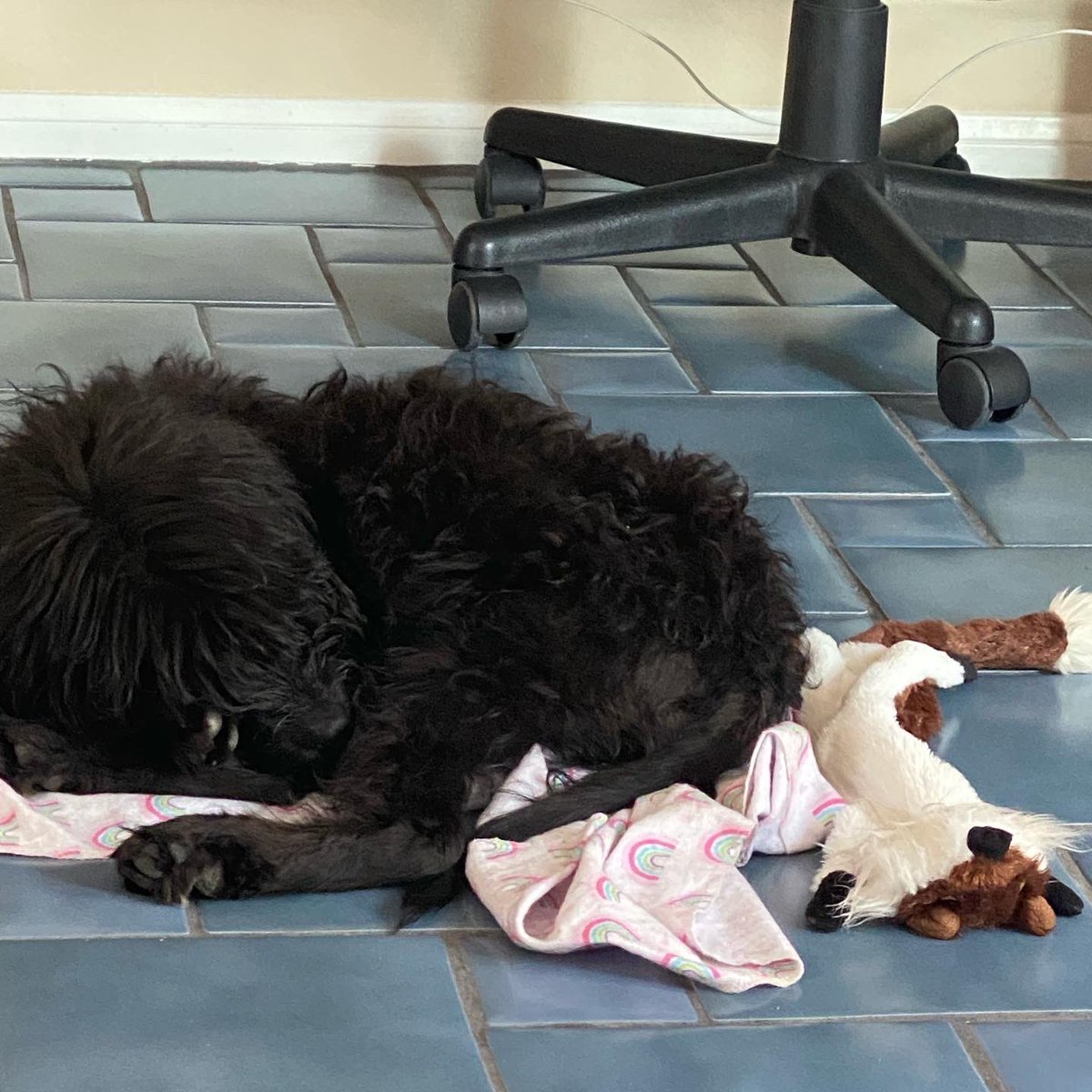 crimeshutterbug's tweet photo. We woke up this morning to a very furry #ZoeBear but I took her to the groomer to get her cleaned up and what we got in return was a very happy puppy! #WhoRescuedWho @IVHSSPCA https://t.co/LDe6BEPimb