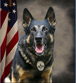 With great sadness we announce the passing of K9 Idol. Idol joined GPD in March 2012 & served until retirement in March 2020. Idol was trained in building searches, suspect location/apprehension &bomb/firearm detection. Idol helped keep #MyGlendale safe. He will be greatly missed