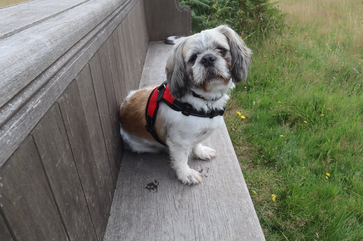 trellechpew's tweet photo. Pop’s at the pew with his new red bra ! #wetmeadows #monmeadows #monmouthshire #trellech #trelleck https://t.co/TzX7gplxwN