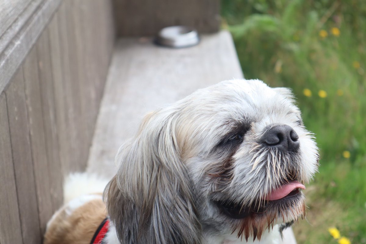 trellechpew's tweet photo. Pop’s at the pew with his new red bra ! #wetmeadows #monmeadows #monmouthshire #trellech #trelleck https://t.co/TzX7gplxwN
