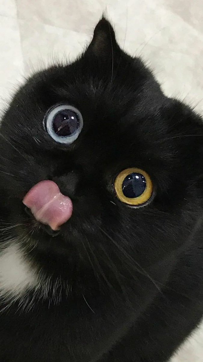 Todo Dia Gatinhos 🐾 tweet media