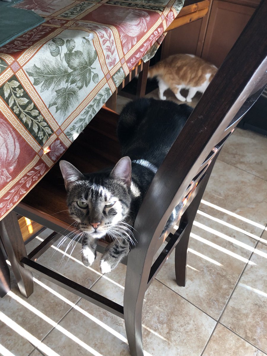 TPoomba's tweet photo. Sis was pet sitting us last week. We didn’t give her too much trouble I think? At least til Sat night when we got in a fight for no reason. https://t.co/hn87fGElsx
