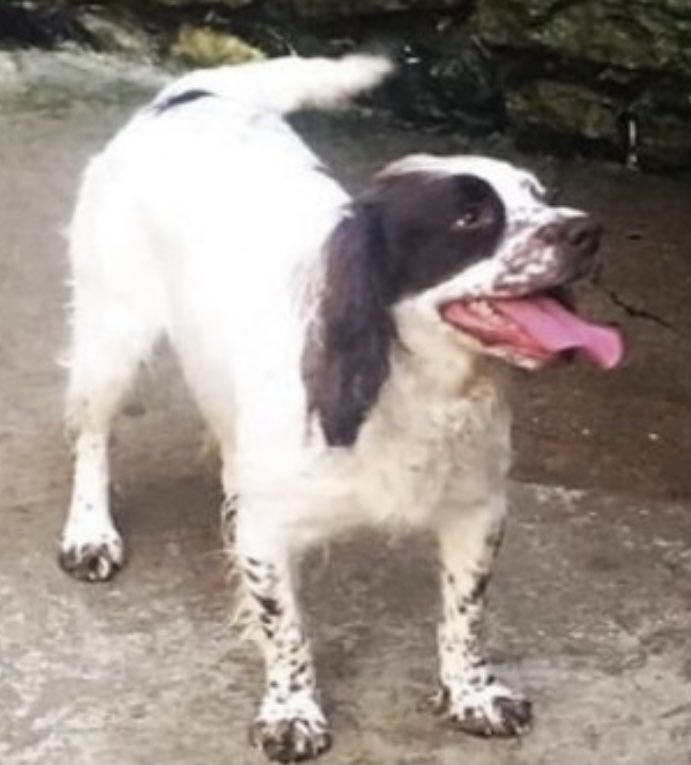 #SpanielHour 

MEG STILL MISSING 
#Stolen from #LongMarston 18/6/20 
OVER A YEAR AGO 

Female/adult 
White with liver markings 
DOCKED TAIL 
#YO23 

Have you seen her? 

#NorthYorkshirePolice investigating 

doglost.co.uk/dog-blog.php?d…