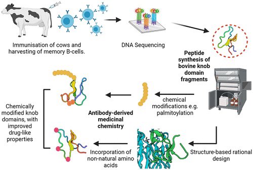 The world's tiniest antibodies can be chemically synthesised!! <a href="/Alex_MacPh/">Alex Macpherson</a> et al <a href="/ChemicalBiology/">Laura Kiessling</a>: pubs.acs.org/doi/10.1021/ac…