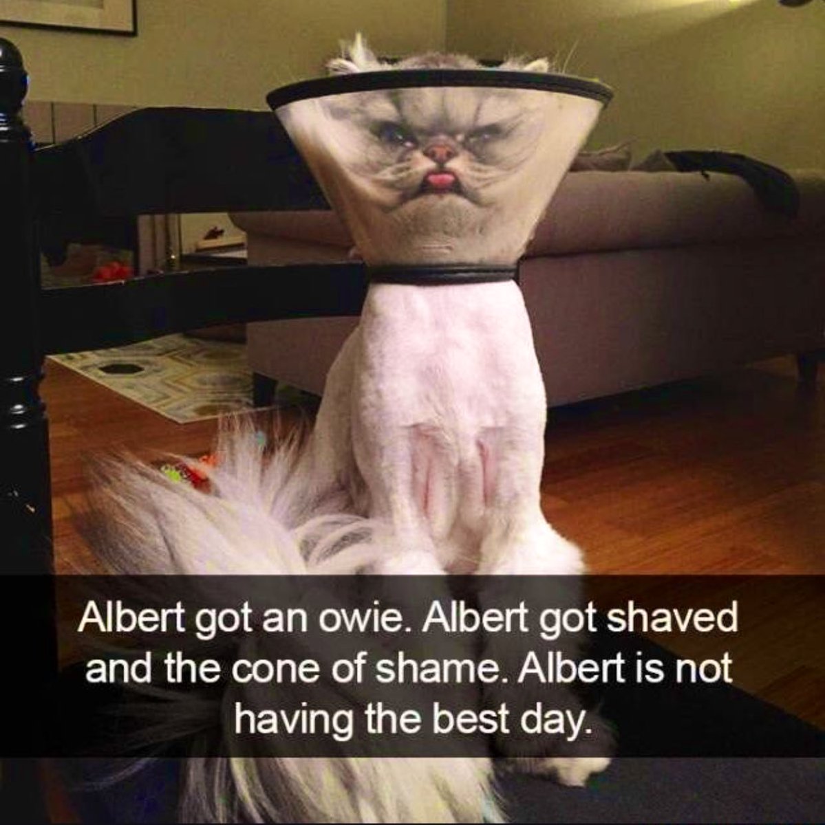 wendeeluvz's tweet photo. 🤣 #PoorAlbert 😹 https://t.co/y5L6LqJY0O