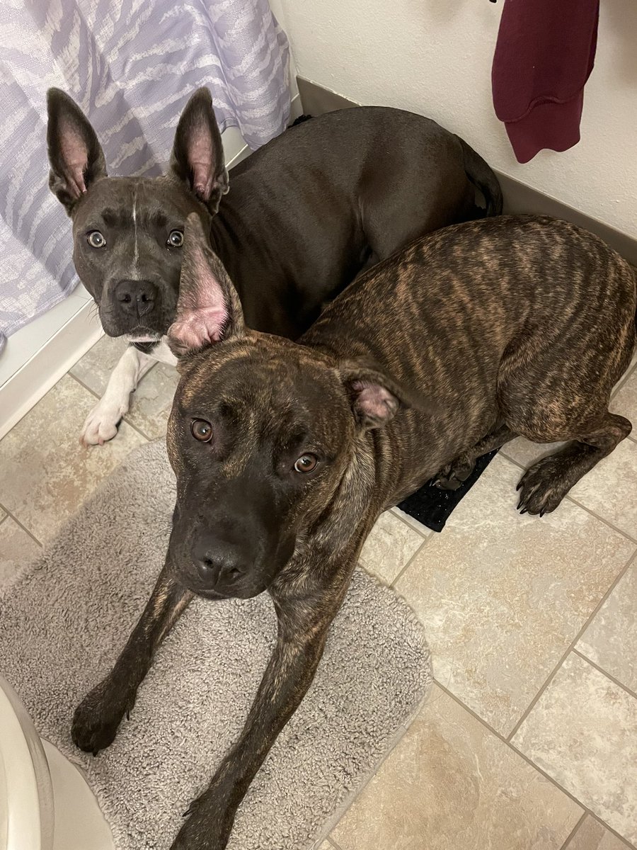 mccray_alexa's tweet photo. As a big kid with no homework or class to worry about I spend the majority of my time spoiling these goof balls 🥰 https://t.co/Q5hpjMsxfm