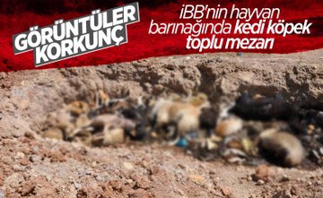 Her şey çok güzel olacak dediler…

Önce atları şimdi de barınaktaki hayvanları katlettiler!

CHP bu ülke için en büyük sorundur!