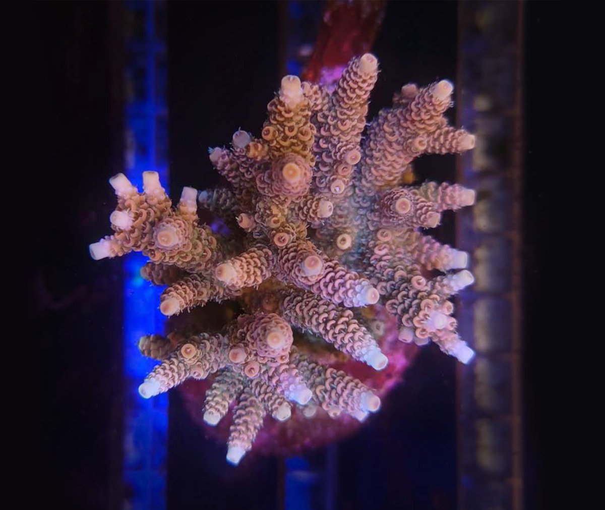 Check out this beautiful Reef Edition #Acropora Millepora available on our website! thereefindy.com/corals/thereef…