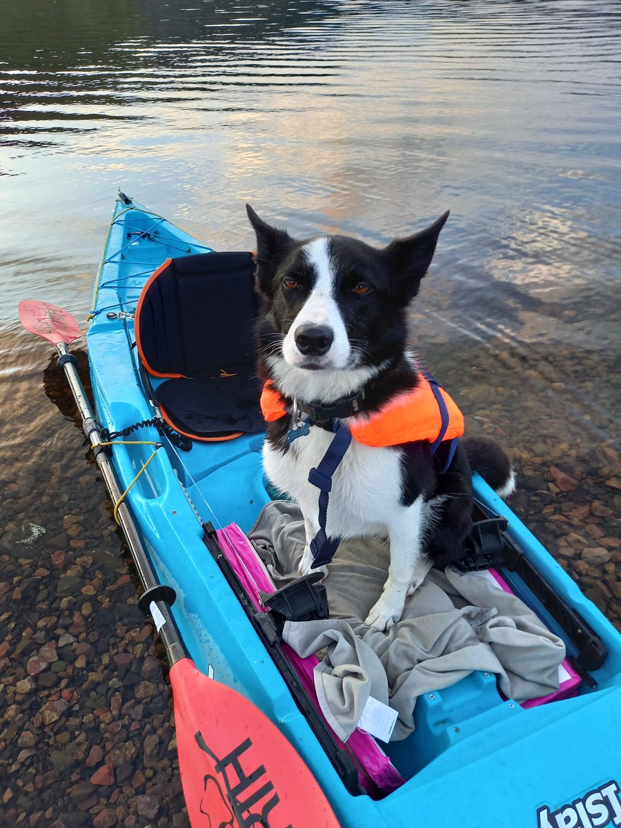 Doggy Paddle tonight,  #AHPActive