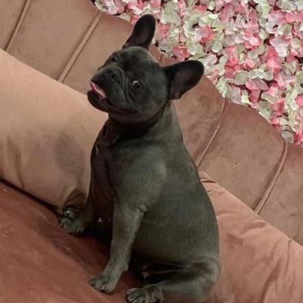 🆘16 AUG 2021. NINA #Lost #ScanMe 
YOUNG Grey French Bulldog Female
#DenbyDale Canal area #Wakefield #WestYorkshire #WF2 #Yorkshire 
SIGHTINGS PLZ ☎️07544908735
doglost.co.uk/dog-blog.php?d…