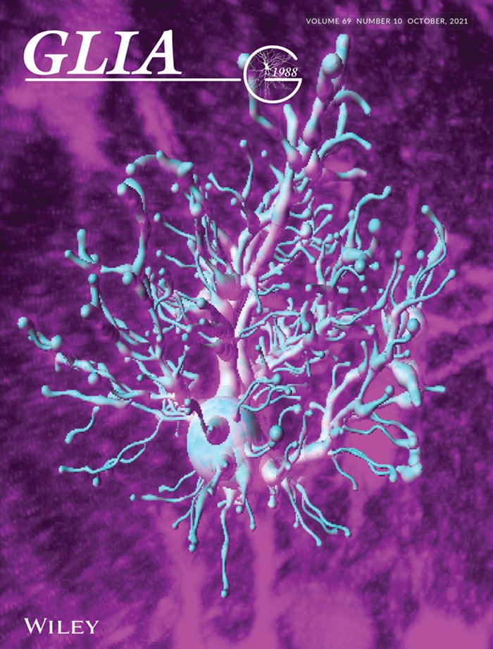 GLIA has a really nice cover... Well done <a href="/RefaeliRon/">Ron Refaeli, Ph.D.</a>! Many more beautiful figures in the paper inside! With <a href="/AdiDoron/">Adi Doron</a>. onlinelibrary.wiley.com/doi/10.1002/gl…

Maybe it's August for neurons, but it's already October for GLIA!!