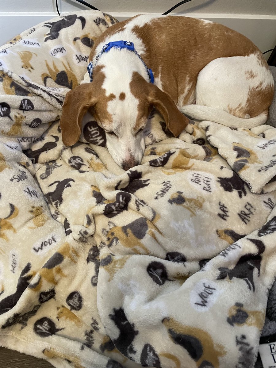 CraigHarrisNews's tweet photo. One of the cool things about working from home for โฆ@USATODAYmoneyโฉ is that Daisy is always next to me. So, if things ever go sideways with a source, I just pick up Daisy and thereโs an instant warmth for yours truly. Should have used her more in Arizona. ๐ #beaglepower https://t.co/0PUVPHGnwI