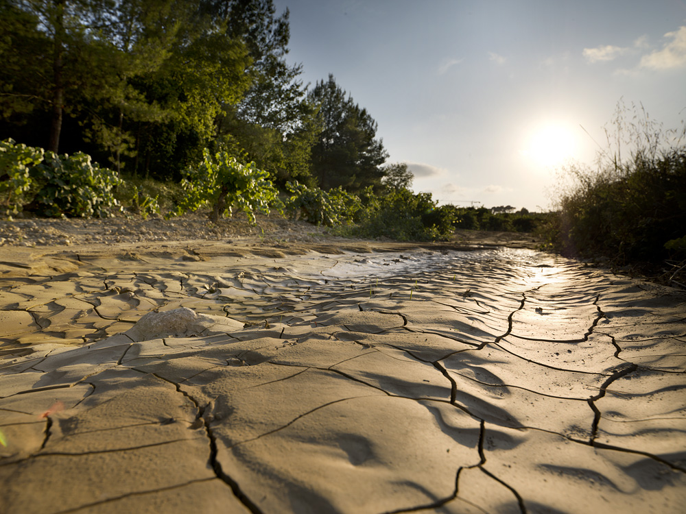 RaventosiBlanc's tweet image. [THE ESTATE🐚 ] 

The #soils of the estate are calcareous and date from the oldest period of the Penedès depression (16 M years). Thanks to the #AnoiaRiver this area has exposed a large number of #MarineFossils, providing minerality to our #SparklingWines.