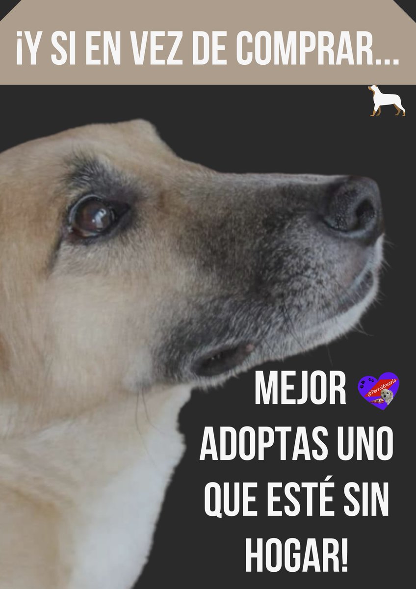 #SabíasQue al ADOPTAR salvas una vida y ganas un amigo incondicional