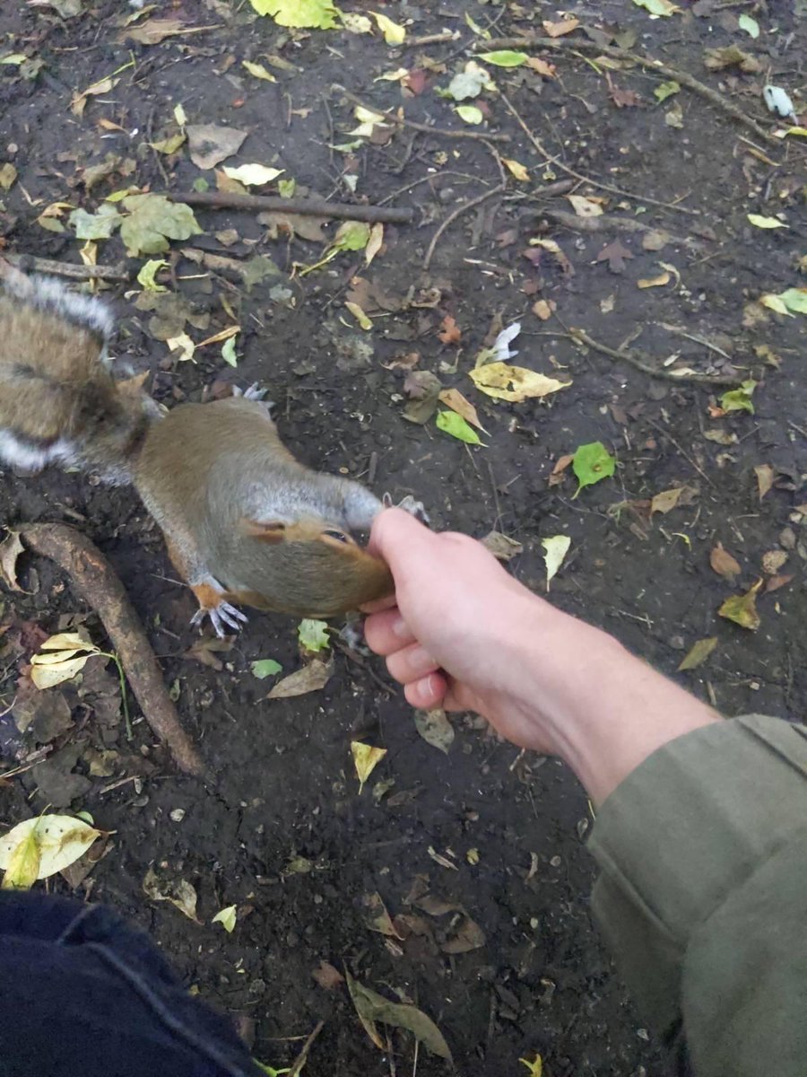 Made a squirrel friend in Victoria park today.