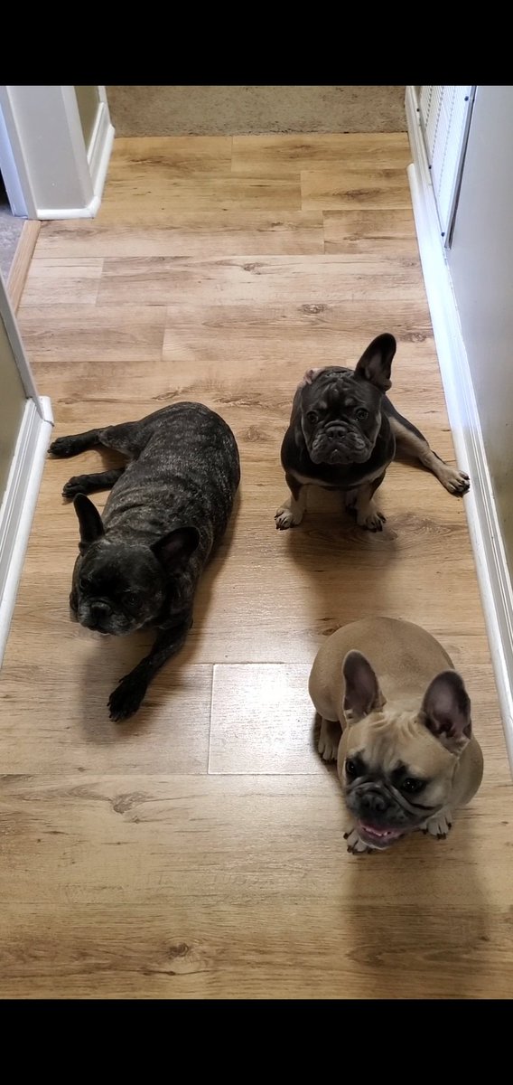stacey_we's tweet photo. @PaulFox13 It's extremely uncomfortable here in Lakeland.. No  way I'm doing gardening work today. Me and the frenchie crew are staying in the A/C bringing life back into pieces of wood around the house. https://t.co/gg8RN2xxdv