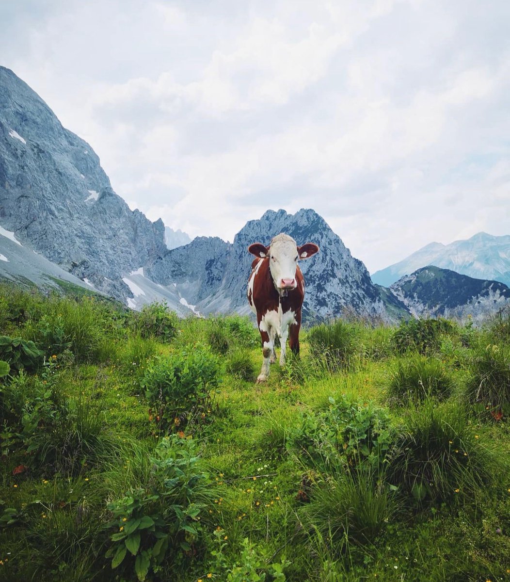 hourly cows (@hourlycows_) on Twitter photo 