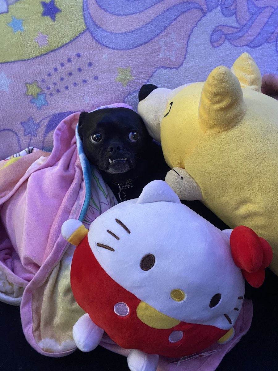 Nestingdolls_'s tweet image. Won’t you join my comfort pile?