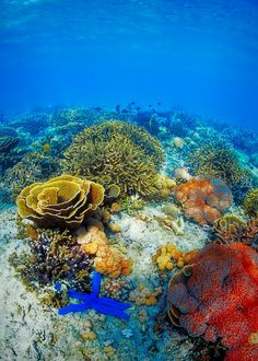 A sea horse and a beautiful garden underneath the sea. So much beauty in our ocean!💙💙💙