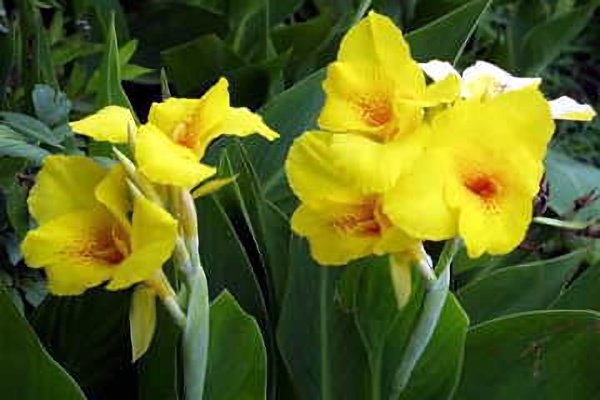 ガヤガヤ على تويتر 8月19日 今日の誕生花 カンナ Canna 花言葉は 永続 堅実な未来 アキノキリンソウ 予防 安心 幸せな人 キュウリ 洒落 スイセンノウ ウィット 機智 機転 ノウゼンカズラ 栄光 名誉 華のある人生 Azuminofm T Co ガヤガヤ على تويتر 8月19日 今日の誕生花 カンナ Canna 花言葉は 永続 堅実な未来 アキノキリンソウ 予防 安心 幸せな人 キュウリ 洒落 スイセンノウ ウィット 機智 機転 ノウゼンカズラ 栄光 名誉 華のある人生 Azuminofm T Co