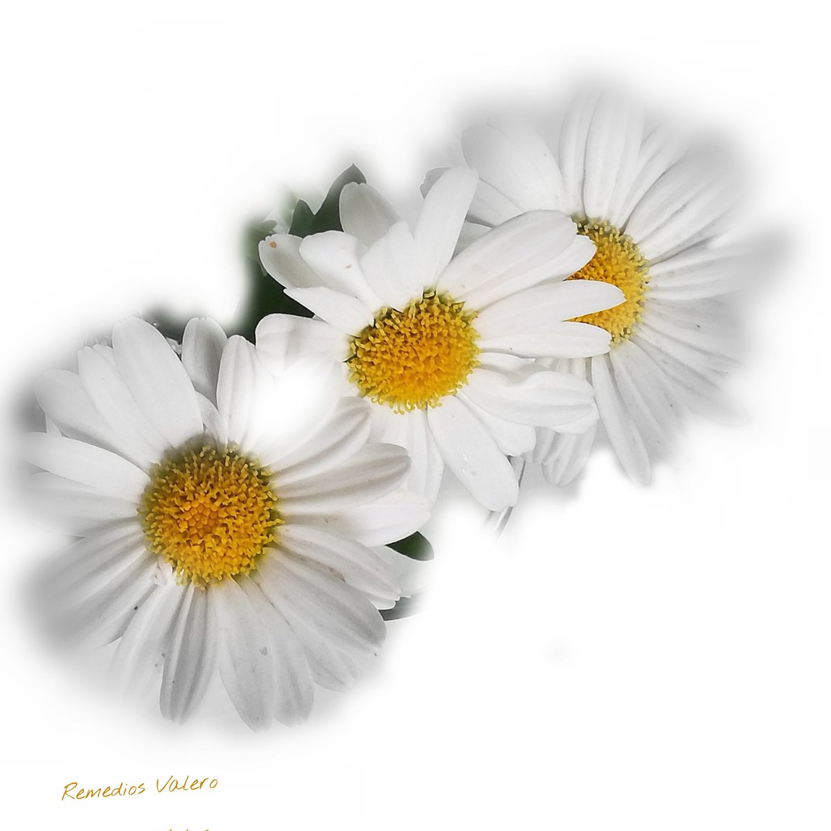 remvale1's tweet image. No es lo que llevas en los bolsillos lo que te hace VALIOSO, sino lo que dejas en el corazón de los demás y la HUMILDAD de tu alma! Nunca olvides que la SENCILLEZ te hace grande!