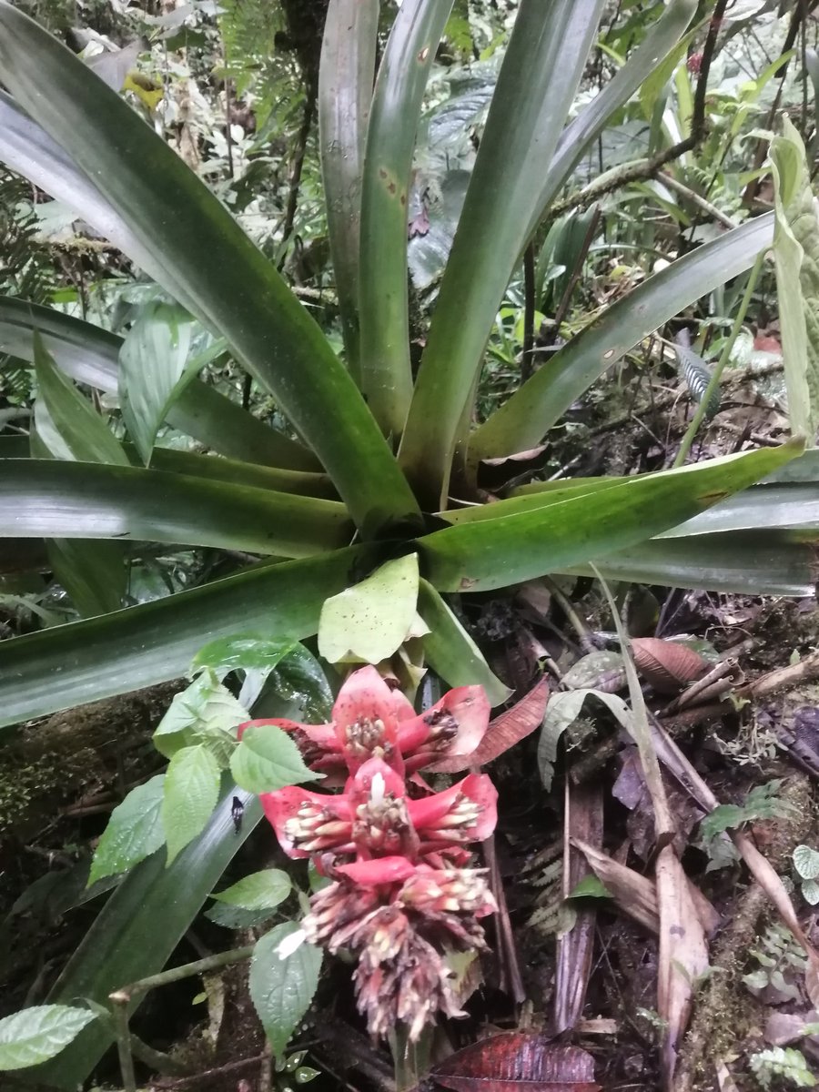 hromerosaltos's tweet photo. Bromeliaceae en Reserva El Pahuma, noroccidente de Quito, Ecuador. #FloradelEcuador https://t.co/4QGvkdIenA