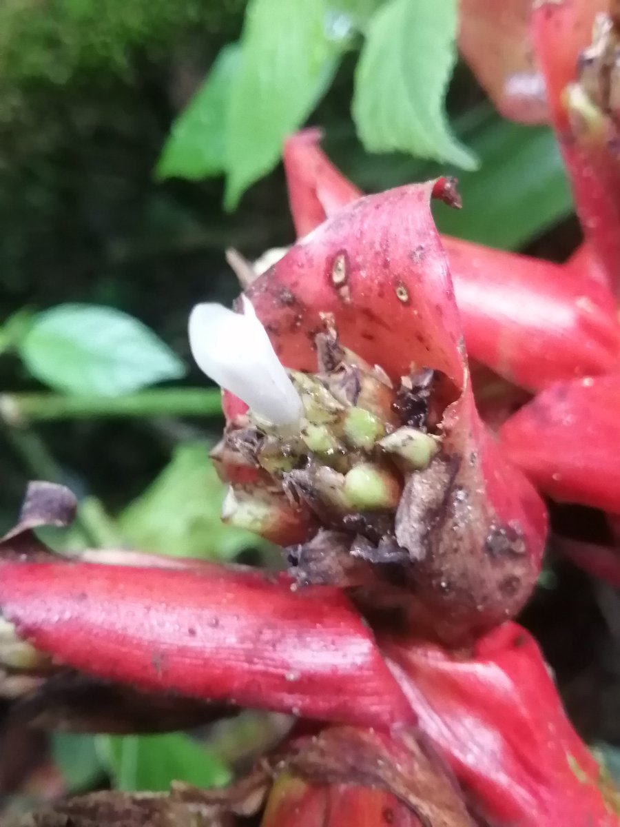 hromerosaltos's tweet photo. Bromeliaceae en Reserva El Pahuma, noroccidente de Quito, Ecuador. #FloradelEcuador https://t.co/4QGvkdIenA