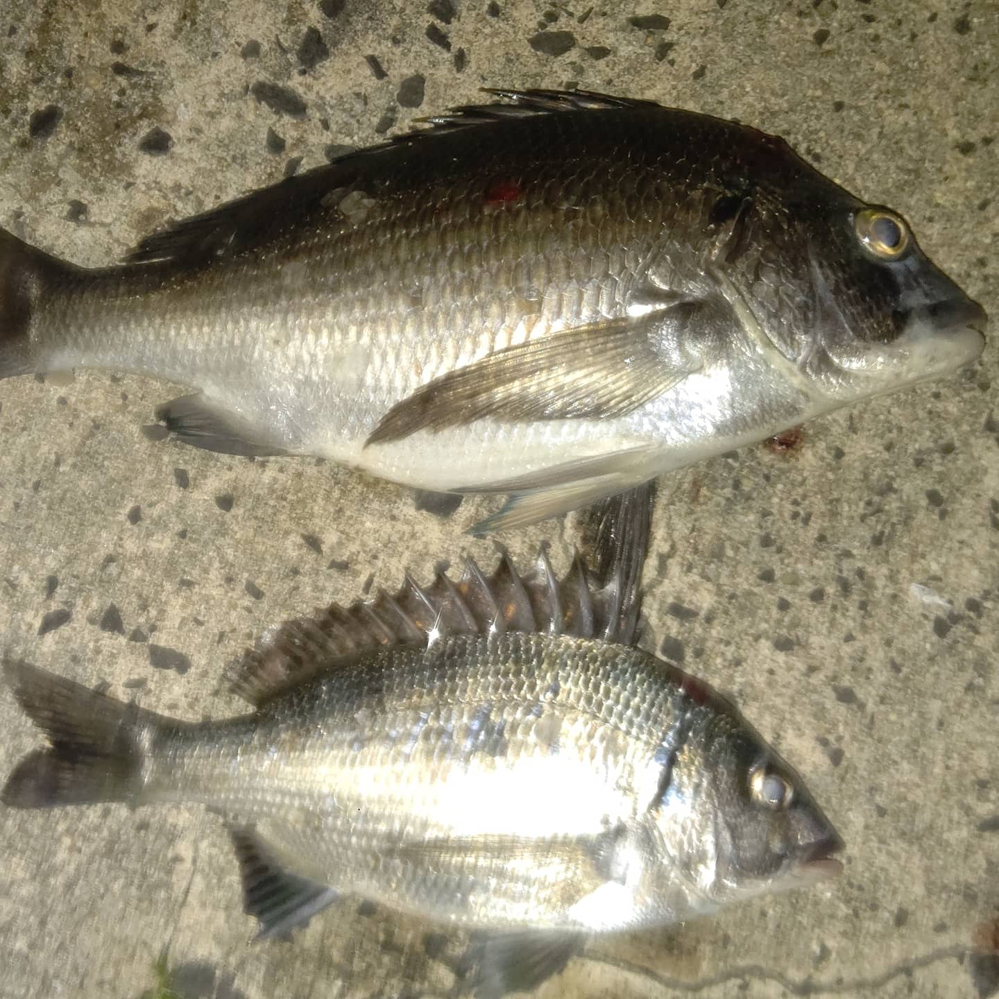 しんぺ 釣り 釣り好きな人と繋がりたい クロダイ チヌ メジナ グレ メバル ウキ釣り メバリング ワーム 堤防釣り 磯釣り 夜釣り 石川県 能登 T Co Huh5r4esf1 Twitter