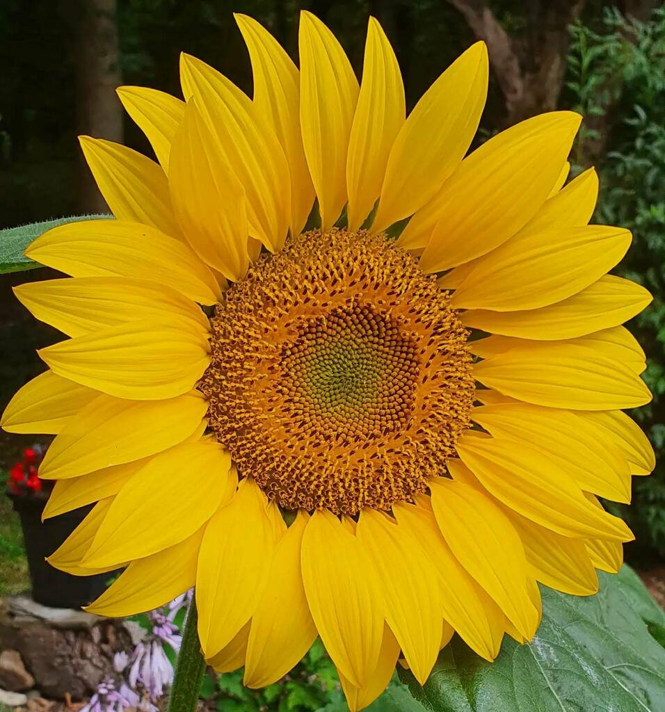 jeanne_jeannie's tweet photo. Funny weather today. Can't make up its mind if it's humid, grey and rainy or nice and summery. Thought I would bring the sunshine out this way. Glorious #sunflowers - they are so 'happy'! 
.
.
.
#nofilters #sunflowers #sunflowers🌻 #sunny #notsunny https://t.co/gZeNPXpSo6 https://t.co/EVULaycFB3