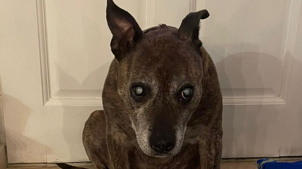 oldiesclub's tweet photo. Meet Rachel 💜 Rachel is a 12 years old Staffie who has just arrived in Oldies Club care.  She will be under assessment for at least the next few weeks in her foster home in Surrey.  Once fully assessed and ready for rehoming a full writeup will feature on our website. https://t.co/QtKgp5c1Zj