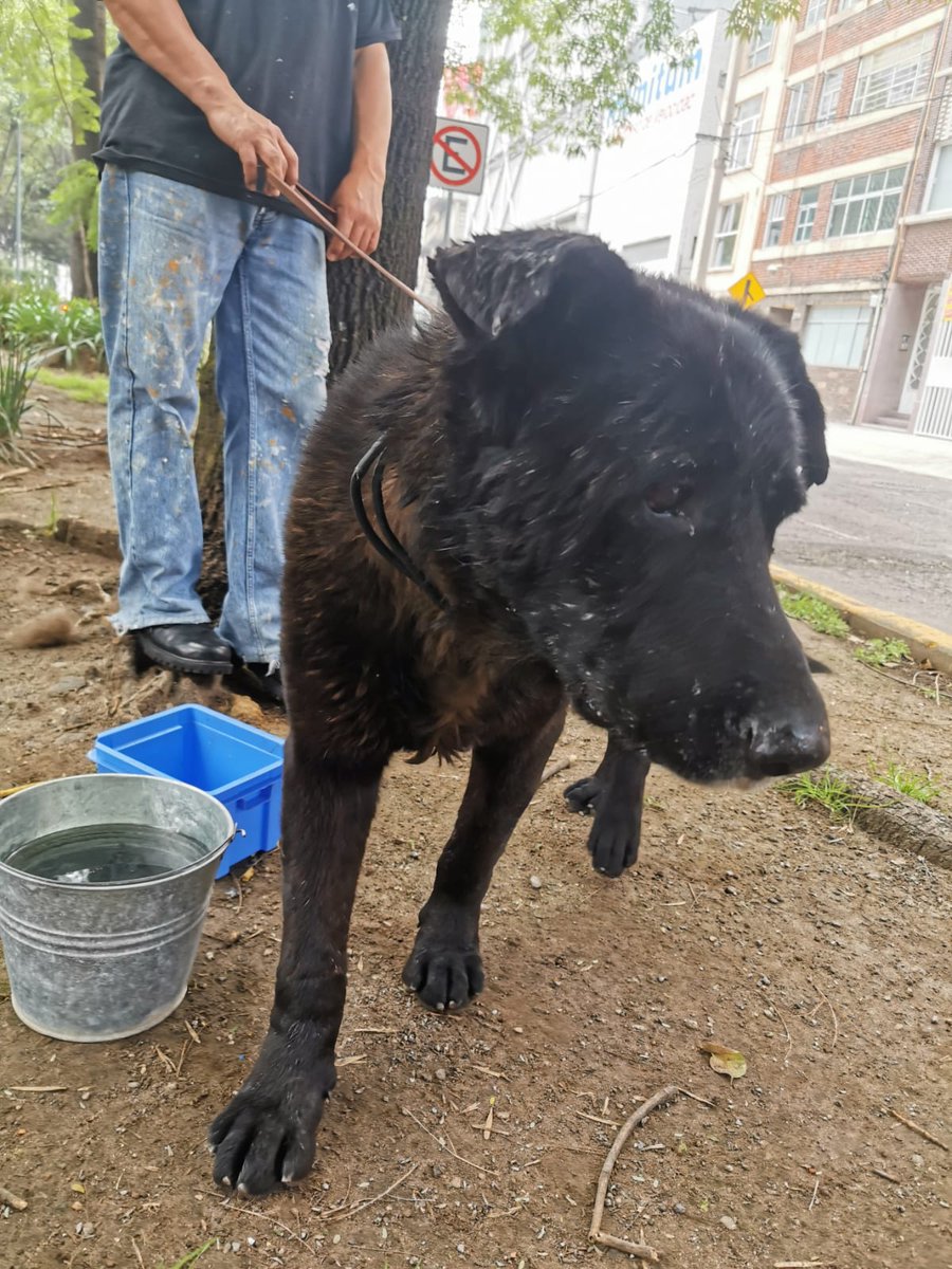 AngeAnai's tweet photo. Hoy se encontraron a estos dos perritos frente al Teatro Ofelia. Parecen de Casa. Favor de difundir por si alguien les está buscando @Col_Anzures @VecinosAnzures @VecinosvAnzures @colanahuac_cdmx @cpopotla @ColoniaGranada @AlcaldiaMHmx https://t.co/LULeBNyW3J