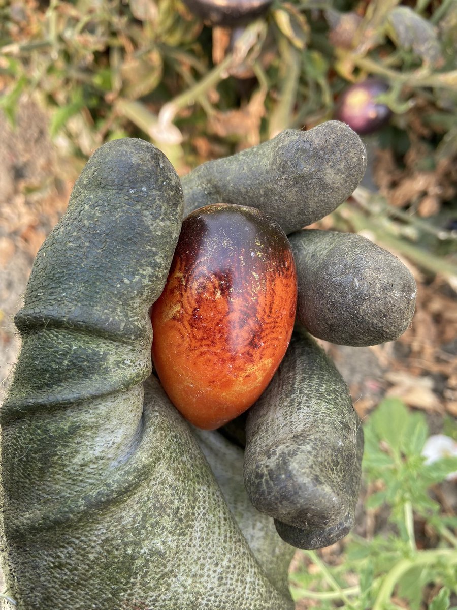 Stephanie Sjoberg tweet media