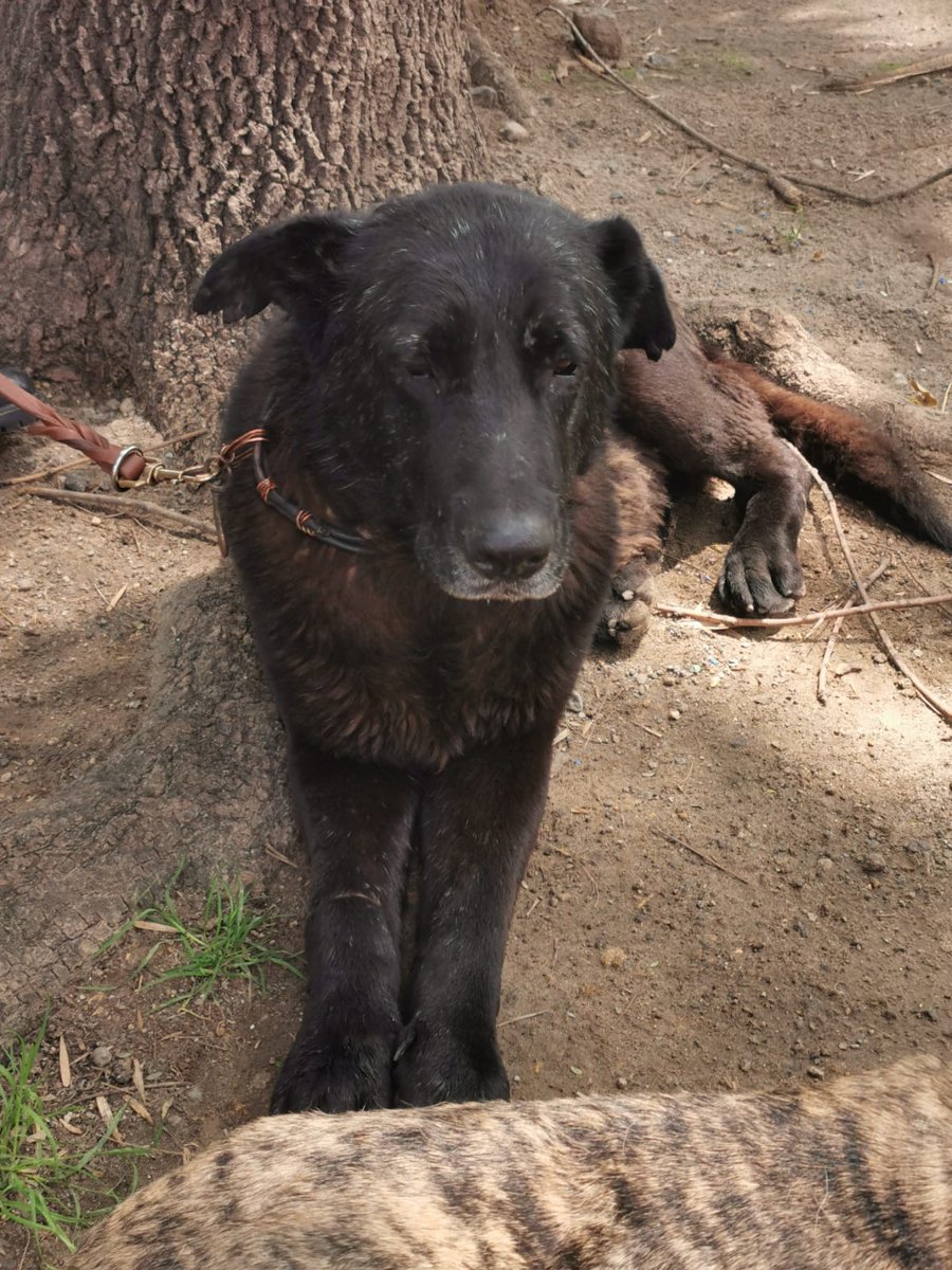 AngeAnai's tweet photo. Hoy se encontraron a estos dos perritos frente al Teatro Ofelia. Parecen de Casa. Favor de difundir por si alguien les está buscando @Col_Anzures @VecinosAnzures @VecinosvAnzures @colanahuac_cdmx @cpopotla @ColoniaGranada @AlcaldiaMHmx https://t.co/LULeBNyW3J