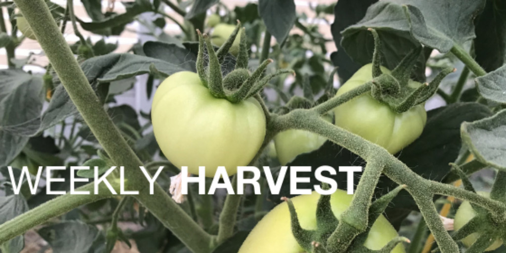 The new #ATTRA Weekly Harvest has news on crop insurance &amp; climate change, local food marketing &amp; nematodes for wireworm control. Plus , #ag events, funding opportunities &amp; the latest #SustainableAgriculture resources from ATTRA. Free online: bit.ly/2W5pbs6