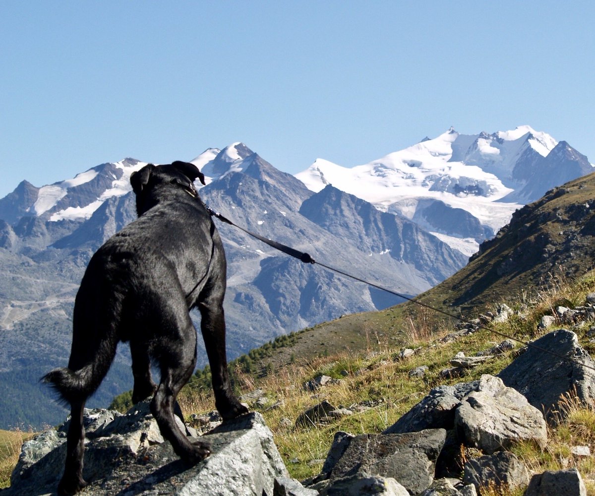 toonmillie's tweet photo. Walking in #moosalp in 2009 #switzerland 🇨🇭#dogs #dogsoftwitter #memories https://t.co/tia4Gp5xo6