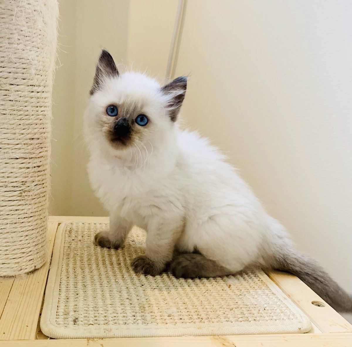 SonyaKirk18's tweet photo. Available kitten-gorgeous Chocolate Point little boy, ready to leave end September #gccfkittens #ragdollkittens #chocolatepointkitten #pedigreekittens #kittensoftwitter https://t.co/0wdeX75YFb