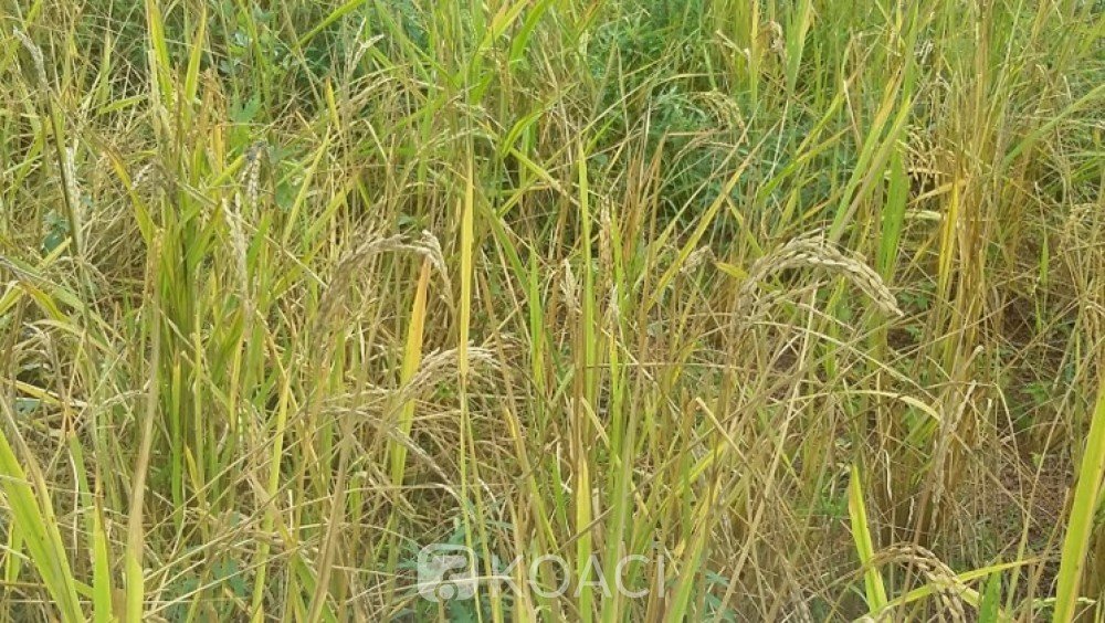 Koaci's tweet photo. Côte d'Ivoire : Région du Poro, la production de #riz menacée par la #pyriculariose, le @CNRA propose la culture des variétés pluviales strictes CRAM1, CRAM2, CRAM3 et CRAM4 https://t.co/VcRG9Nv8H2 https://t.co/gBsRQTlJHE