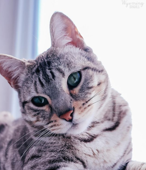 FirstMatePet's tweet photo. Happy #WhiskersWednesday, everyone! Be sure to give your cat a pat from us 😻
.
.
.
📸: wyoming.bengals | #MyFirstMate https://t.co/lDxCvEhpie