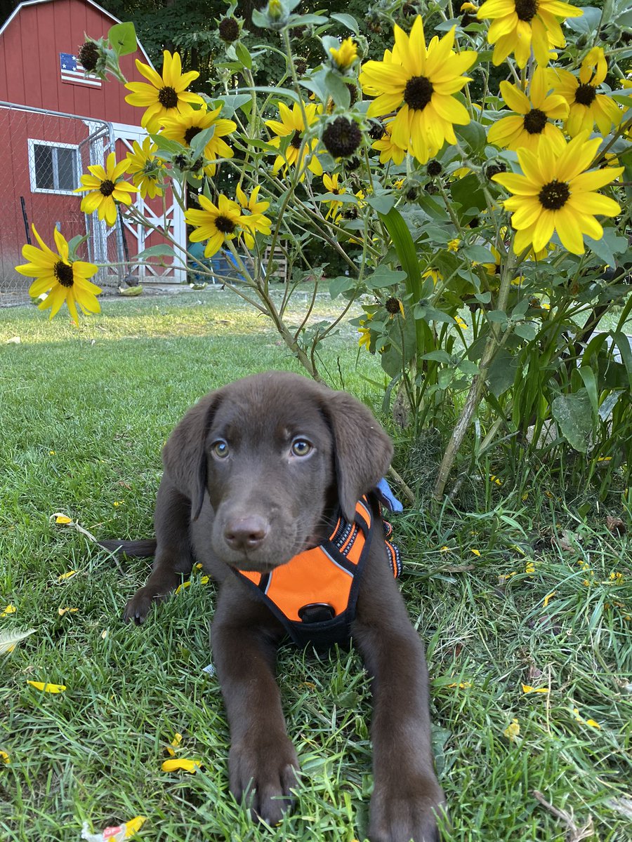 Jenniperr's tweet photo. @m1kewaukee love puppies! Meet Goober 🐾 https://t.co/oioHyVtV4d