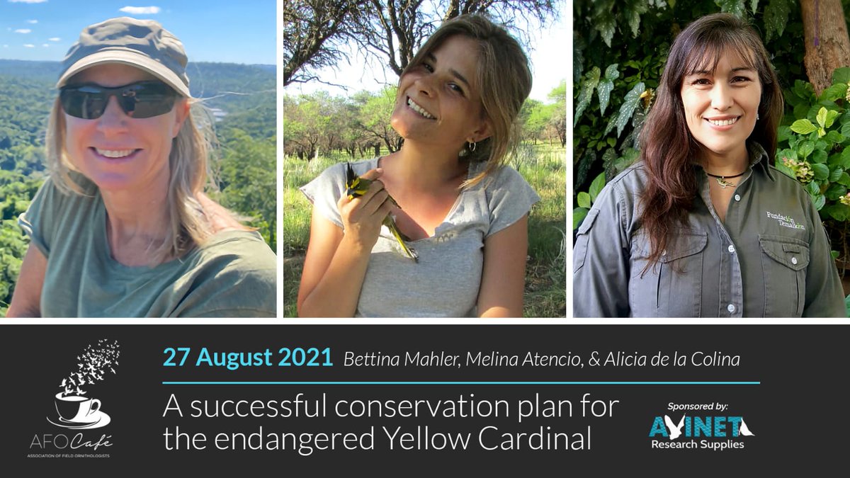 Come join us on the next AFO Cafe! Yellow Cardinal project members will talk about its conservation plan in Argentina. Learn more and register here: afonet.org/afo-cafe/