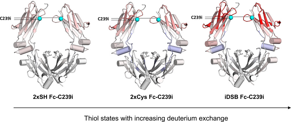 Antibody-drug conjugates are one of the backbones of #nanomedicine. In a collaboration between @ChemCambridge and @AstraZeneca, @CarolinaTOrozco et al. explores the unexpected way a new thiol impacts the isolated antibody via disulfide bond formation.

pubs.acs.org/doi/10.1021/ac…