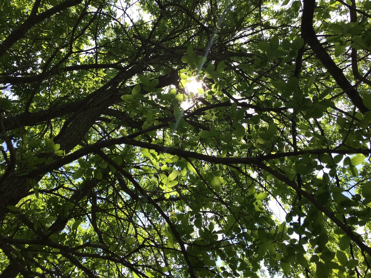 Did you know the City of Frisco is certified as a Tree City USA and has its own Urban Forestry Board? We love our urban trees in Frisco and work hard to protect them. Where is your favorite forest or shady tree in Frisco?